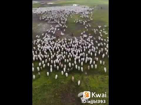 a melhor estrategia vire um rei do gado iq option