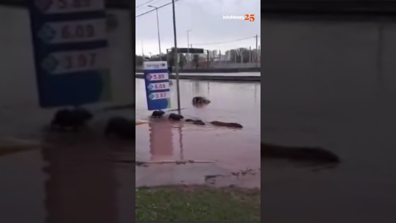 Capivaras são flagradas nadando em alagamento no ABC Paulista