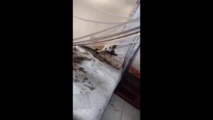 Boi sobe em telhado, fica preso em madeiras e causa estragos em casa