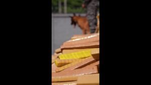 Cão farejador encontra 50 toneladas de maconha no Rio de Janeiro